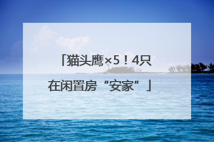 猫头鹰×5！4只在闲置房“安家”