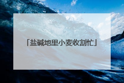 盐碱地里小麦收割忙