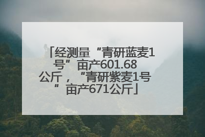 经测量“青研蓝麦1号”亩产601.68公斤，“青研紫麦1号”亩产671公斤