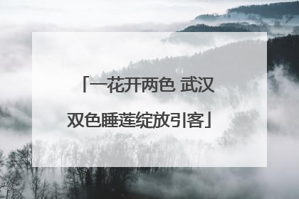 一花开两色 武汉双色睡莲绽放引客