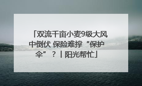 双流千亩小麦9级大风中倒伏 保险难撑“保护伞”？丨阳光帮忙