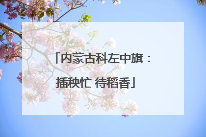内蒙古科左中旗：插秧忙 待稻香