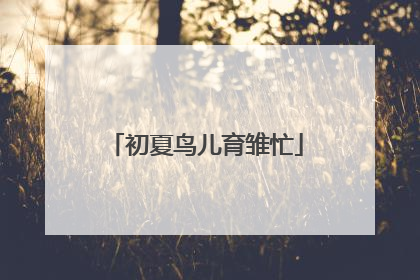 初夏鸟儿育雏忙