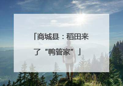 商城县：稻田来了“鸭管家”