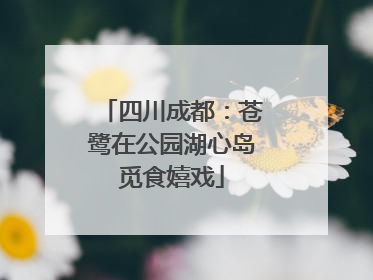 四川成都：苍鹭在公园湖心岛觅食嬉戏