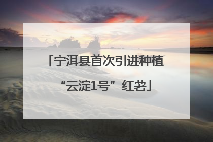 宁洱县首次引进种植“云淀1号”红薯