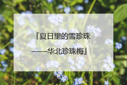 夏日里的雪珍珠——华北珍珠梅