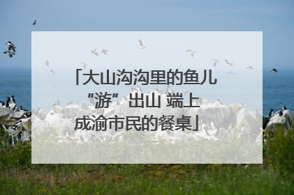 大山沟沟里的鱼儿 “游”出山 端上成渝市民的餐桌