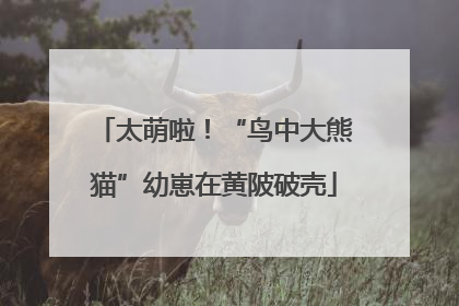 太萌啦！“鸟中大熊猫”幼崽在黄陂破壳