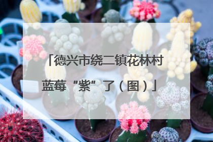 德兴市绕二镇花林村蓝莓“紫”了（图）