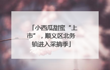 小西瓜甜蜜“上市”，顺义区北务镇进入采摘季