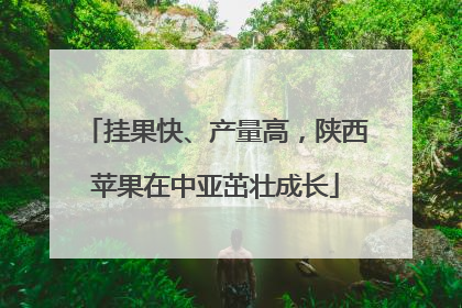 挂果快、产量高，陕西苹果在中亚茁壮成长