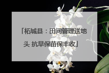 柘城县：田间管理送地头 抗旱保苗保丰收