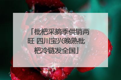 枇杷采摘季供销两旺 四川宝兴晚熟枇杷冷链发全国