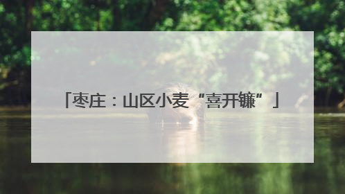 枣庄：山区小麦“喜开镰”