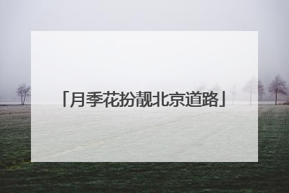 月季花扮靓北京道路