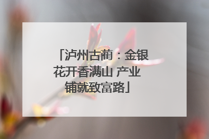 泸州古蔺：金银花开香满山 产业铺就致富路