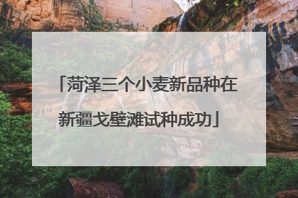 菏泽三个小麦新品种在新疆戈壁滩试种成功