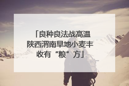 良种良法战高温 陕西渭南旱地小麦丰收有“粮”方