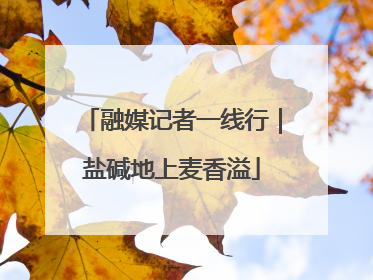 融媒记者一线行｜盐碱地上麦香溢