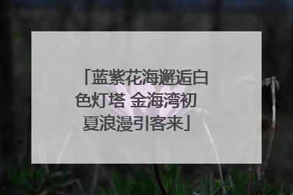 蓝紫花海邂逅白色灯塔 金海湾初夏浪漫引客来