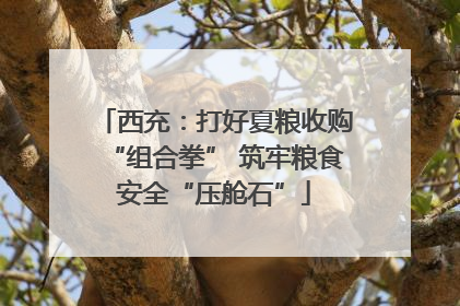 西充：打好夏粮收购“组合拳” 筑牢粮食安全“压舱石”