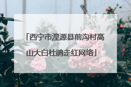 西宁市湟源县前沟村高山大白杜鹃走红网络