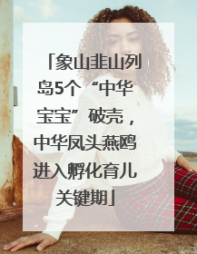 象山韭山列岛5个“中华宝宝”破壳，中华凤头燕鸥进入孵化育儿关键期