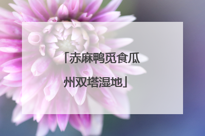 赤麻鸭觅食瓜州双塔湿地