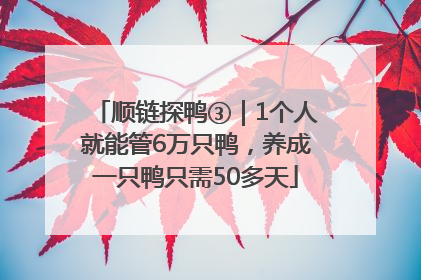 顺链探鸭③｜1个人就能管6万只鸭，养成一只鸭只需50多天